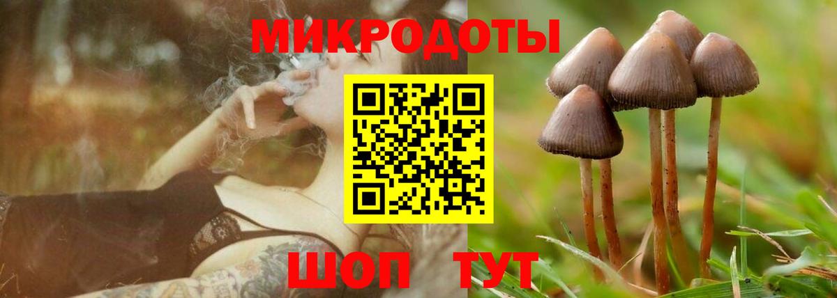 Псилоцибиновые грибы Psilocybine cubensis Краснознаменск